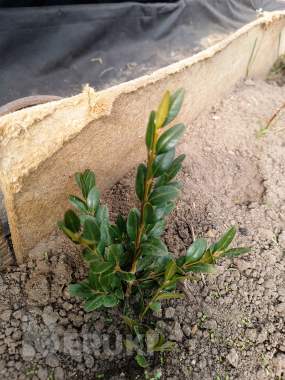 Самшит 10-12 см ростки саженцы рассада 1