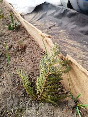 Кипарис 10-12 см ростки саженцы рассада 0