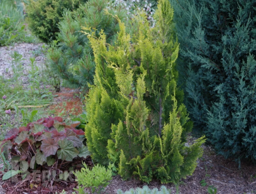 Кипарис 10-12 см ростки саженцы рассада 1