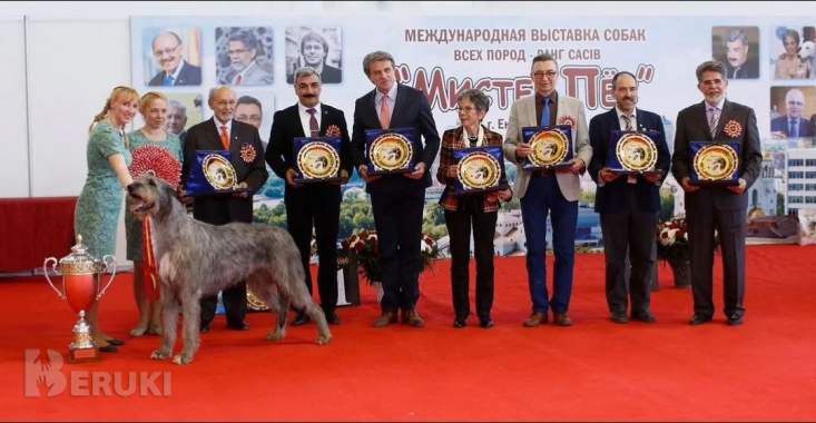 Ирландский волкодав 3