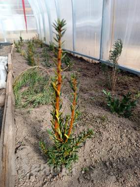 Тис ягодный 10-12 см ростки саженцы рассада 0