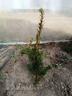 Тис ягодный 10-12 см ростки саженцы рассада 1