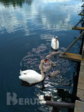 Жилой кирпичный дом на берегу озера, г. П. Коханово. 15