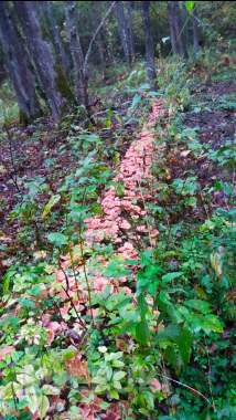 Жилой кирпичный дом на берегу озера, г. П. Коханово. 17