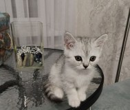 Котенок шотландский прямоухий