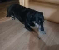 Отдам в хорошие руки собаку