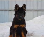 Щенки немецкой овчарки д\ш
