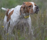 Щенки английского пойнтера