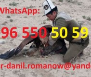 Туризм в кыргызстане, путешествия, горы, трэки в киргизии, гид, водитель, туры