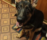 Собака немецкой породы