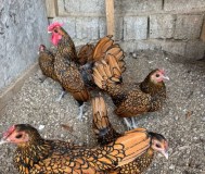 Куры. Цесарки. Фазаны.
