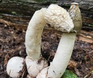 Весёлка настойка