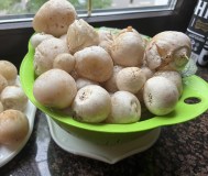 Весёлка настойка