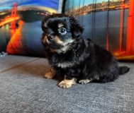 Красавчики мальчишки чихуахуа