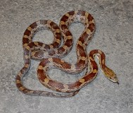 Полоз маисовый