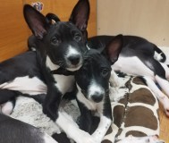 Щенки басенджи