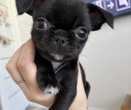 Чихуахуа щенки