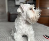 Цвергшнауцер