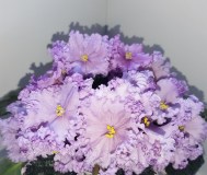 Фиалки сортовые