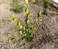 Самшит 10-12 см ростки саженцы рассада