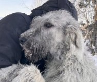 Ирландский волкодав