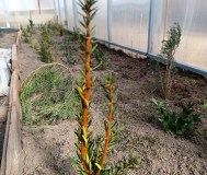 Тис ягодный 10-12 см ростки саженцы рассада