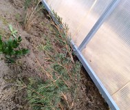 Можжевельник 10-12 см ростки саженцы рассада