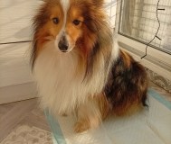 Продам собаку, шелти