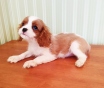 Щенки кавалер кинг чарльз спаниель