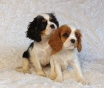 Щенки кавалер кинг чарльз спаниель