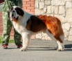 Щенки сенбернара