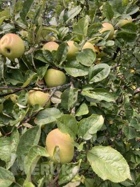 Продается дача в Крыжовке С. Т. «Урожай» 0