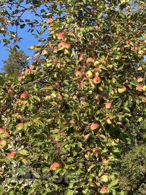 Продается дача в Крыжовке С. Т. «Урожай» 3