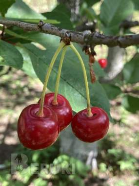 Продается дача в Крыжовке С. Т. «Урожай» 4