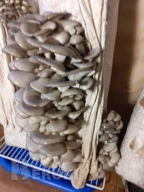 Грибные блоки вешенки 0