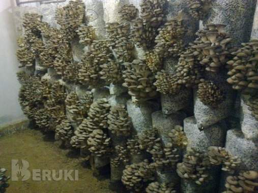 Грибные блоки вешенки 1