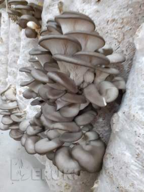 Грибные блоки вешенки 2