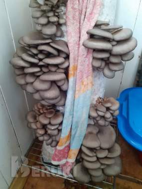 Грибные блоки вешенки 4