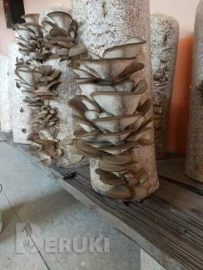 Грибные блоки вешенки 5