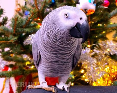 Большой попугай жако 0