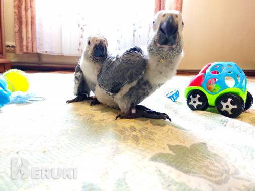 Большой попугай жако 1