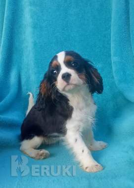 Щенки кавалер кинг чарльз спаниель 0