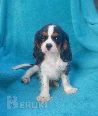 Щенки кавалер кинг чарльз спаниель 1