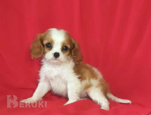 Щенки кавалер кинг чарльз спаниель 2