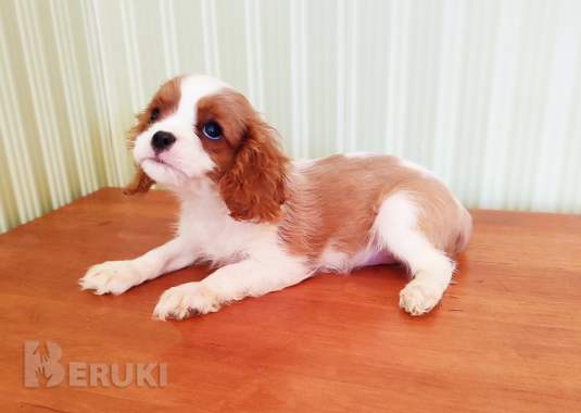 Щенки кавалер кинг чарльз спаниель 3