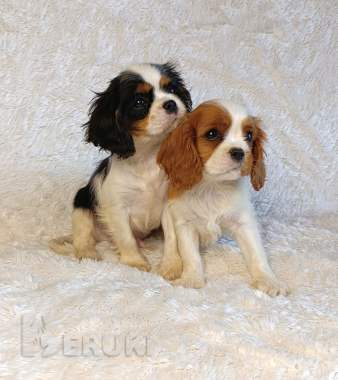 Щенки кавалер кинг чарльз спаниель 4