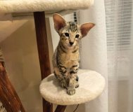 Ориентальный котенок