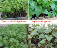 Рассада помидор, перца, огурцов, капусты