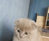 Шотландские вислоухие котята