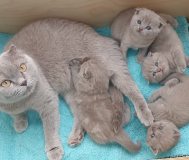 Шотландские вислоухие котята